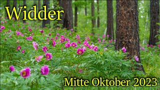 ♈ Widder  Mitte Oktober 2023 ♈  Wer darf bleiben wer darf gehen [upl. by Anihsak]