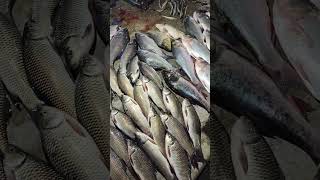 Mirka briket mach viralvideo fishing malda [upl. by Adnwahsar605]