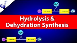 Hydrolysis and Dehydration Synthesis [upl. by Coppock]