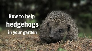 The Wildlife Garden Project  How to help hedgehogs in your garden [upl. by Niwrek341]