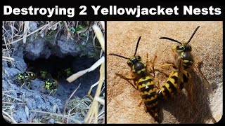 Destroying 2 Massive Yellow Jacket Nests  1000s Wasps  Feast For The Chickens Mousetrap Monday [upl. by Nerra]