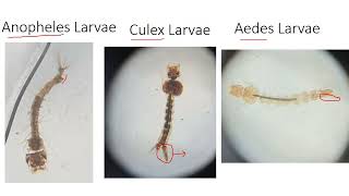 Entomology spotters basics for Community medicine practical  Dr Rock Britto [upl. by Mcnamee]