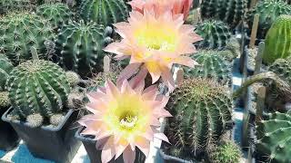 echinopsis cactus [upl. by Eilraep182]