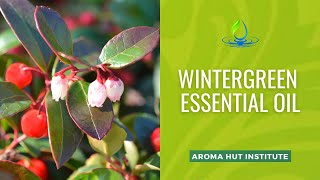 Discover Wintergreen Essential Oils Darkest Secret [upl. by Sella]