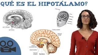 Qué es el hipotálamo  Hipotálamo definición [upl. by Nylarac]