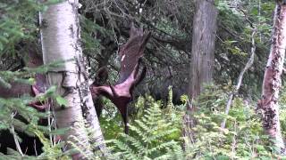 Au royaume de lorignal  Réserve faunique de Matane [upl. by Atiuqad]