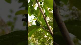 Guava Psidium guajava L is a widely cultivated fruit plant among the Psidium species [upl. by Eiramave]