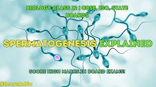 Understanding Spermatogenesis Biology Class 12  CBSE ISC State Boards [upl. by Ennagrom135]