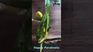 Two Happy Parakeets shorts Cute Budgies Chirping Reduce Stress of lonely Birds shorts funny [upl. by Shawna]