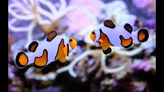 DaVinci Gladiator Extreme Ocellaris Clownfish Pair [upl. by Chang]