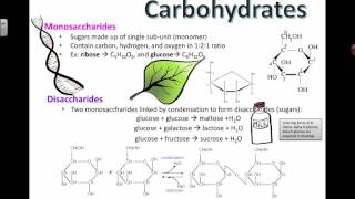 Carbohydrate Structure 2016 IB Biology [upl. by Nevar474]