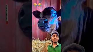 Bhai tere liye kya laun 😍🥰😅😂 samayranarulaoffical funny comedyshorts vikramfunny tiktokvideo [upl. by Berga664]