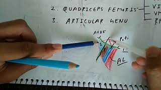 Femoral Nerve  Part 1  Branches  Chart  The Charsi of Medical Literature [upl. by Atteynot]