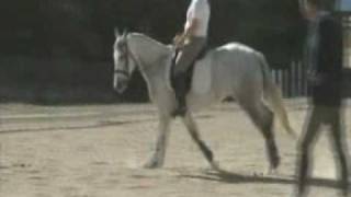 Grey Quarter Horse Dressage Mare [upl. by Domeniga]