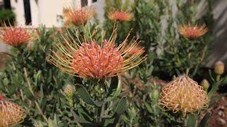 protea plant garden update  8 months later  protea leucospermum leucadendron and mimetes [upl. by Acsot]