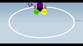 Chemotaxis Simplified [upl. by Akselaw513]