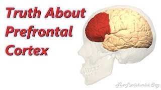 Functions of the Prefrontal Cortex Planning Self Control Language [upl. by Boyd]