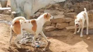 Pandikona Dogs Fighting in Village [upl. by Lehacim240]