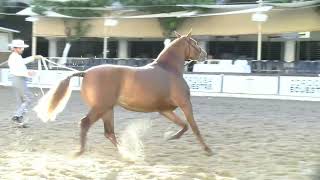 III CAMPEONATO DE ESPAÑA DE HISPANO ARABE 45 SOÑADORA 4063 [upl. by Nairadas40]