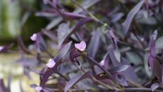 Cuidados de la Tradescantia purpúrea o planta amor de hombre Tradescantia pallida  Jardinatis [upl. by Spatz544]