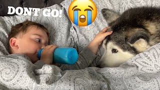 Husky Refuses To Leave Babies Side At Bedtime They Can’t Stop Giggling CUTEST REACTION EVER [upl. by Anirtik]