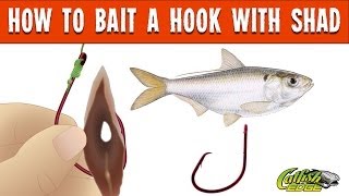 How To Bait A Hook With Shad For Catfishing [upl. by Edwina]