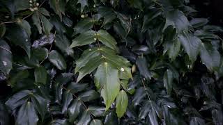 Pruning Mahonia  Burncoose Nurseries [upl. by Sinclare]