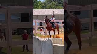 double blue ribbon day for me and Roxie 💙 asbroxie horseshow saddleseat equestrian [upl. by Season]