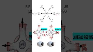 Herrings law ophthalmology [upl. by Galitea]