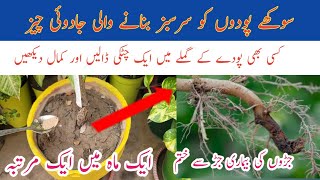 Sokhte podon ko kese bachayen  How to save dry plant [upl. by Rehtul253]