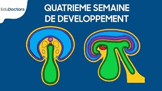 Quatrième semaine de développement  Embryologie générale [upl. by Jeffries]