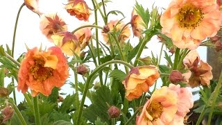 Best Perennials  Geum Mai Tai Aven [upl. by Gorges806]