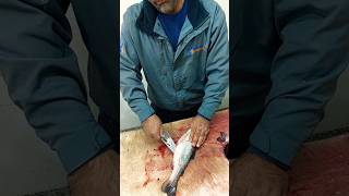 How To Quickly Gut amp Clean A Trout [upl. by Sherris]