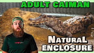 Building A Natural Adult CAIMAN ENCLOSURE [upl. by Oicnerolf374]