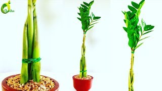 ZZ Plant Growing in Braid Style  ZZ Plant Tabletop Decoration  ZZ Plant feng shui Idea [upl. by Ydniw]