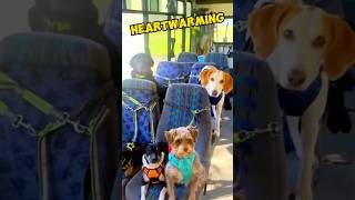 Smart Dogs Ride School Bus and Remember Their Seats 🐕🚌 shorts dog animals [upl. by Ymerej]