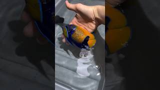 Beautiful Marine Fish 🐠  Majestic Angelfish 🐟shorts petsvlog fish marine yputubeshorts [upl. by Jamison632]