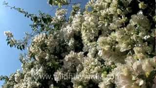 Bunches of bougainvillea flowers in Aizawl Mizoram [upl. by Rambort]