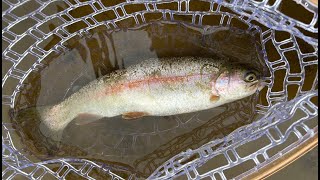 BFS Trout Fishing  Seneca Creek MD [upl. by Mw]