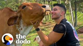 Dodo Producer Goes To Colombia To Meet A Very Special Cow In Person  The Dodo [upl. by Beauchamp]