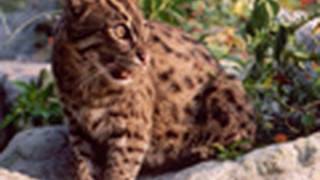 FISHING CAT Species Spotlight  Big Cat TV [upl. by Oelak658]