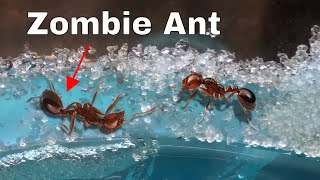 How I Made an Ant Think It Was Dead—The Zombie Ant Experiment [upl. by Mendelsohn]