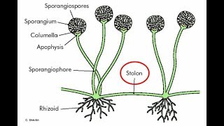 Rhizopus Bread mould in Hindi [upl. by Sandeep]