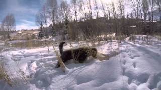 Labradoodle hunting [upl. by Icart269]