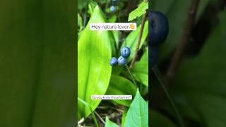 Know your blue berries wildedibles blueberries foraging [upl. by Bum]