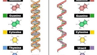 NUCLEOTIDE METABOLISM PART 1 [upl. by Janaye]