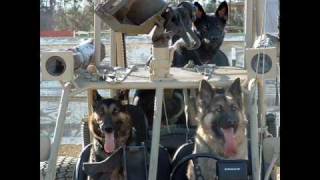 tribute to a military dog [upl. by Hercules]