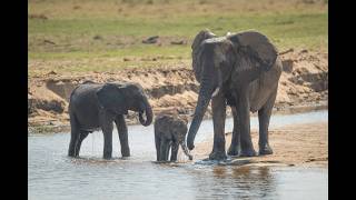 Family of African elephants drinking from stream [upl. by Dallas]