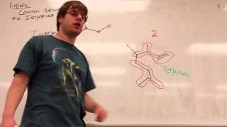 Lipids Part 1  Common Structures and Isoprenes [upl. by Suoivart612]