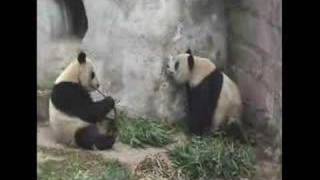 Pelea de Pandas Gigantes en Chengdu [upl. by Ennahtebazile]